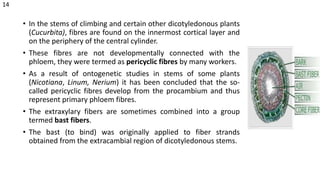 • In the stems of climbing and certain other dicotyledonous plants
(Cucurbita), fibres are found on the innermost cortical layer and
on the periphery of the central cylinder.
• These fibres are not developmentally connected with the
phloem, they were termed as pericyclic fibres by many workers.
• As a result of ontogenetic studies in stems of some plants
(Nicotiana, Linum, Nerium) it has been concluded that the so-
called pericyclic fibres develop from the procambium and thus
represent primary phloem fibres.
• The extraxylary fibers are sometimes combined into a group
termed bast fibers.
• The bast (to bind) was originally applied to fiber strands
obtained from the extracambial region of dicotyledonous stems.
14
 