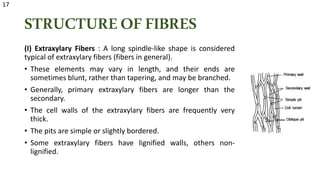 STRUCTUREOFFIBRES
(I) Extraxylary Fibers : A long spindle-like shape is considered
typical of extraxylary fibers (fibers in general).
• These elements may vary in length, and their ends are
sometimes blunt, rather than tapering, and may be branched.
• Generally, primary extraxylary fibers are longer than the
secondary.
• The cell walls of the extraxylary fibers are frequently very
thick.
• The pits are simple or slightly bordered.
• Some extraxylary fibers have lignified walls, others non-
lignified.
17
 