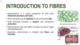 INTRODUCTION TO FIBRES
• Sclerenchyma is a tissue composed of cells with
thickened secondary cell walls.
• Their cell walls may be lignified or not and contain pits.
• Their principal function is support and sometimes
protection.
• Sclerenchyma cells may differ in shape, structure, origin
and development.
• Generally, sclerenchyma is divided into fibres and
sclereids.
1
 
