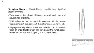 (II) Xylem Fibers : Wood fibers typically have lignified
secondary walls.
• They vary in size, shape, thickness of wall, and type and
abundance of pitting.
• With reference to the possible evolution of the xylem
fibers, different categories of these fibres are understood.
• Phylogenetically, these fibers are believed to be derived
from an imperforate xylem cell combining the functions of
water conduction and support, that is, a tracheid.
19
 