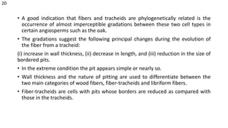 • A good indication that fibers and tracheids are phylogenetically related is the
occurrence of almost imperceptible gradations between these two cell types in
certain angiosperms such as the oak.
• The gradations suggest the following principal changes during the evolution of
the fiber from a tracheid:
(i) increase in wall thickness, (ii) decrease in length, and (iii) reduction in the size of
bordered pits.
• In the extreme condition the pit appears simple or nearly so.
• Wall thickness and the nature of pitting are used to differentiate between the
two main categories of wood fibers, fiber-tracheids and libriform fibers.
• Fiber-tracheids are cells with pits whose borders are reduced as compared with
those in the tracheids.
20
 