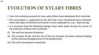 EVOLUTIONOFXYLARYFIBRES
• From the evolutionary point of view, xylary fibres have developed from tracheids.
• This assumption is supported by the fact that many transitional forms between
these two types of elements are found in some angiosperms, e.g.:- Quercus spp.
• It is assumed that the following changes have taken place during the course of
the evolution of fibres from tracheids :
(i) The wall has become thickened.
(ii) The number of pits and the size of the pit chamber has been reduced leading
to the eventual disappearance of the bordered pit.
(iii) The cells have become shortened.
24
 
