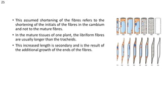 • This assumed shortening of the fibres refers to the
shortening of the initials of the fibres in the cambium
and not to the mature fibres.
• In the mature tissues of one plant, the libriform fibres
are usually longer than the tracheids.
• This increased length is secondary and is the result of
the additional growth of the ends of the fibres.
25
 