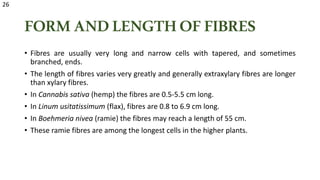 FORMANDLENGTHOFFIBRES
• Fibres are usually very long and narrow cells with tapered, and sometimes
branched, ends.
• The length of fibres varies very greatly and generally extraxylary fibres are longer
than xylary fibres.
• In Cannabis sativa (hemp) the fibres are 0.5-5.5 cm long.
• In Linum usitatissimum (flax), fibres are 0.8 to 6.9 cm long.
• In Boehmeria nivea (ramie) the fibres may reach a length of 55 cm.
• These ramie fibres are among the longest cells in the higher plants.
26
 