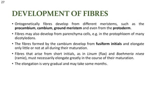 DEVELOPMENT OFFIBRES
• Ontogenetically fibres develop from different meristems, such as the
procambium, cambium, ground meristem and even from the protoderm.
• Fibres may also develop from parenchyma cells, e.g. in the protophloem of many
dicotyledons.
• The fibres formed by the cambium develop from fusiform initials and elongate
only little or not at all during their maturation.
• Fibres that arise from short initials, as in Linum (flax) and Boehmeria nivea
(ramie), must necessarily elongate greatly in the course of their maturation.
• The elongation is very gradual and may take some months.
27
 