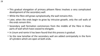 • This gradual elongation of primary phloem fibres involves a very complicated
development of the secondary wall.
• While the fibre still grows symplastically, the wall remains thin.
• Later, when the ends begin to grow by intrusive growth, only the cell walls of
the ends remain thin.
• Secondary wall formation commences from the middle of the fibre in those
parts of wall which have ceased to elongate.
• In Linum and ramie it has been found that this process is gradual.
• So the new lamellae of the secondary wall are added centripetally in the form
of cylinders which are open at both ends.
28
 