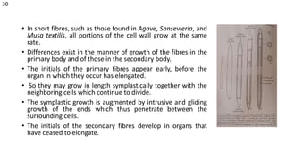 • In short fibres, such as those found in Agave, Sansevieria, and
Musa textilis, all portions of the cell wall grow at the same
rate.
• Differences exist in the manner of growth of the fibres in the
primary body and of those in the secondary body.
• The initials of the primary fibres appear early, before the
organ in which they occur has elongated.
• So they may grow in length symplastically together with the
neighboring cells which continue to divide.
• The symplastic growth is augmented by intrusive and gliding
growth of the ends which thus penetrate between the
surrounding cells.
• The initials of the secondary fibres develop in organs that
have ceased to elongate.
30
 