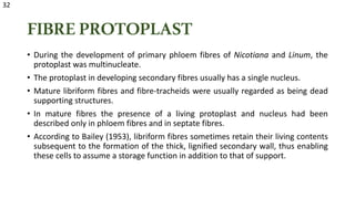 FIBREPROTOPLAST
• During the development of primary phloem fibres of Nicotiana and Linum, the
protoplast was multinucleate.
• The protoplast in developing secondary fibres usually has a single nucleus.
• Mature libriform fibres and fibre-tracheids were usually regarded as being dead
supporting structures.
• In mature fibres the presence of a living protoplast and nucleus had been
described only in phloem fibres and in septate fibres.
• According to Bailey (1953), libriform fibres sometimes retain their living contents
subsequent to the formation of the thick, lignified secondary wall, thus enabling
these cells to assume a storage function in addition to that of support.
32
 
