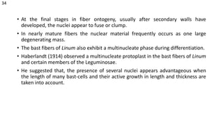 • At the final stages in fiber ontogeny, usually after secondary walls have
developed, the nuclei appear to fuse or clump.
• In nearly mature fibers the nuclear material frequently occurs as one large
degenerating mass.
• The bast fibers of Linum also exhibit a multinucleate phase during differentiation.
• Haberlandt (1914) observed a multinucleate protoplast in the bast fibers of Linum
and certain members of the Leguminosae.
• He suggested that, the presence of several nuclei appears advantageous when
the length of many bast-cells and their active growth in length and thickness are
taken into account.
34
 