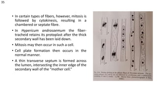 • In certain types of fibers, however, mitosis is
followed by cytokinesis, resulting in a
chambered or septate fibre.
• In Hypericum androsaemum the fiber-
tracheid retains its protoplast after the thick
secondary wall has been laid down.
• Mitosis may then occur in such a cell.
• Cell plate formation then occurs in the
normal manner.
• A thin transverse septum is formed across
the lumen, intersecting the inner edge of the
secondary wall of the “mother cell.”
35
 