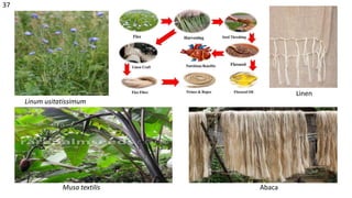 Linum usitatissimum
Linen
Musa textilis Abaca
37
 