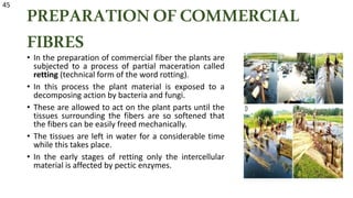 PREPARATIONOFCOMMERCIAL
FIBRES
• In the preparation of commercial fiber the plants are
subjected to a process of partial maceration called
retting (technical form of the word rotting).
• In this process the plant material is exposed to a
decomposing action by bacteria and fungi.
• These are allowed to act on the plant parts until the
tissues surrounding the fibers are so softened that
the fibers can be easily freed mechanically.
• The tissues are left in water for a considerable time
while this takes place.
• In the early stages of retting only the intercellular
material is affected by pectic enzymes.
45
 