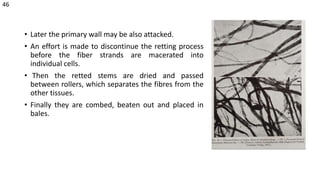 • Later the primary wall may be also attacked.
• An effort is made to discontinue the retting process
before the fiber strands are macerated into
individual cells.
• Then the retted stems are dried and passed
between rollers, which separates the fibres from the
other tissues.
• Finally they are combed, beaten out and placed in
bales.
46
 