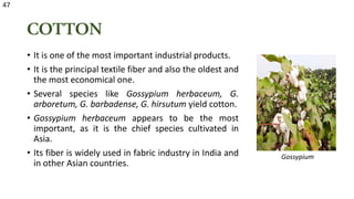 COTTON
• It is one of the most important industrial products.
• It is the principal textile fiber and also the oldest and
the most economical one.
• Several species like Gossypium herbaceum, G.
arboretum, G. barbadense, G. hirsutum yield cotton.
• Gossypium herbaceum appears to be the most
important, as it is the chief species cultivated in
Asia.
• Its fiber is widely used in fabric industry in India and
in other Asian countries.
Gossypium
47
 