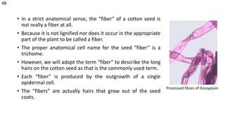 • In a strict anatomical sense, the “fiber” of a cotton seed is
not really a fiber at all.
• Because it is not lignified nor does it occur in the appropriate
part of the plant to be called a fiber.
• The proper anatomical cell name for the seed “fiber” is a
trichome.
• However, we will adopt the term “fiber” to describe the long
hairs on the cotton seed as that is the commonly used term.
• Each “fiber” is produced by the outgrowth of a single
epidermal cell.
• The “fibers” are actually hairs that grow out of the seed
coats.
Processed fibres of Gossypium
48
 