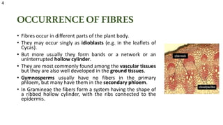 OCCURRENCEOFFIBRES
• Fibres occur in different parts of the plant body.
• They may occur singly as idioblasts (e.g. in the leaflets of
Cycas).
• But more usually they form bands or a network or an
uninterrupted hollow cylinder.
• They are most commonly found among the vascular tissues
but they are also well developed in the ground tissues.
• Gymnosperms usually have no fibers in the primary
phloem, but many have them in the secondary phloem.
• In Gramineae the fibers form a system having the shape of
a ribbed hollow cylinder, with the ribs connected to the
epidermis.
4
 
