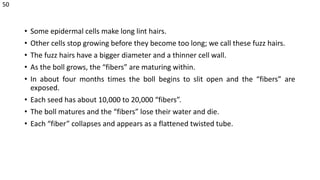 • Some epidermal cells make long lint hairs.
• Other cells stop growing before they become too long; we call these fuzz hairs.
• The fuzz hairs have a bigger diameter and a thinner cell wall.
• As the boll grows, the “fibers” are maturing within.
• In about four months times the boll begins to slit open and the “fibers” are
exposed.
• Each seed has about 10,000 to 20,000 “fibers”.
• The boll matures and the “fibers” lose their water and die.
• Each “fiber” collapses and appears as a flattened twisted tube.
50
 