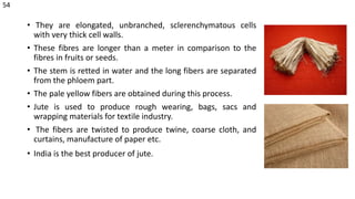 • They are elongated, unbranched, sclerenchymatous cells
with very thick cell walls.
• These fibres are longer than a meter in comparison to the
fibres in fruits or seeds.
• The stem is retted in water and the long fibers are separated
from the phloem part.
• The pale yellow fibers are obtained during this process.
• Jute is used to produce rough wearing, bags, sacs and
wrapping materials for textile industry.
• The fibers are twisted to produce twine, coarse cloth, and
curtains, manufacture of paper etc.
• India is the best producer of jute.
54
 
