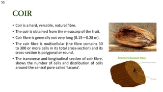 COIR
• Coir is a hard, versatile, natural fibre.
• The coir is obtained from the mesocarp of the fruit.
• Coir fibre is generally not very long (0.15—0.28 m).
• The coir fibre is multicellular (the fibre contains 30
to 300 or more cells in its total cross-section) and its
cross-section is polygonal or round.
• The transverse and longitudinal section of coir fibre,
shows the number of cells and distribution of cells
around the central pore called ‘lacuna’.
55
 