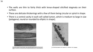 • The walls are thin to fairly thick with lense-shaped silicified stegmata on their
surface.
• These are delicate thickenings with a few of them being circular or spiral in shape.
• There is a central cavity in each cell called lumen, which is medium to large in size
(polygonal, round or rounded to elliptic in shape).
56
 