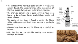• The surface of the individual cell is smooth or rough with
certain defects like cross-markings, while the surface of
the fibre is coated with a waxy material called cuticle.
• The chemical constituents of pure coir fibre have been
found to be cellulose, lignin, hemicellulose, pectin and
water solubles.
• The ageing of the fibres is found to render the fibres
stiffer and tougher, and leads to an increase in the lignin
content
• Coconut husk is retted and the fibers are entangled by
beating.
• Coir fiber has various uses like making mats, carpets,
cordage, brushes etc.
57
 
