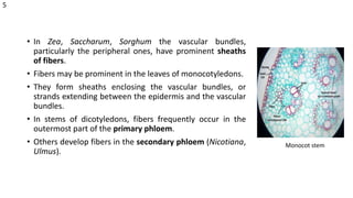 • In Zea, Saccharum, Sorghum the vascular bundles,
particularly the peripheral ones, have prominent sheaths
of fibers.
• Fibers may be prominent in the leaves of monocotyledons.
• They form sheaths enclosing the vascular bundles, or
strands extending between the epidermis and the vascular
bundles.
• In stems of dicotyledons, fibers frequently occur in the
outermost part of the primary phloem.
• Others develop fibers in the secondary phloem (Nicotiana,
Ulmus).
Monocot stem
5
 