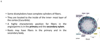 • Some dicotyledons have complete cylinders of fibers.
• They are located to the inside of the inner- most layer of
the cortex (Cucurbita).
• A highly characteristic position for fibers in the
angiosperms is in the primary and the secondary xylem.
• Roots may have fibers in the primary and in the
secondary body.
Dicot
6
 