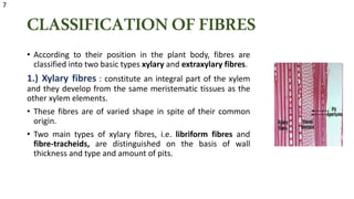 CLASSIFICATIONOFFIBRES
• According to their position in the plant body, fibres are
classified into two basic types xylary and extraxylary fibres.
1.) Xylary fibres : constitute an integral part of the xylem
and they develop from the same meristematic tissues as the
other xylem elements.
• These fibres are of varied shape in spite of their common
origin.
• Two main types of xylary fibres, i.e. libriform fibres and
fibre-tracheids, are distinguished on the basis of wall
thickness and type and amount of pits.
7
 