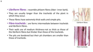 • Libriform fibres : resemble phloem fibres (liber- inner bark).
• They are usually longer than the tracheids of the plant in
which they occur.
• These fibres have extremely thick walls and simple pits.
• Fibre-tracheids : are forms intermediate between tracheids
and libriform fibres.
• Their walls are of medium thickness-not as thick as those of
the libriform fibres but thicker than those of the tracheids.
• The pits are bordered but their pit chambers are smaller than
those of tracheids.
Libriform fibres
Fibre tracheids
8
 