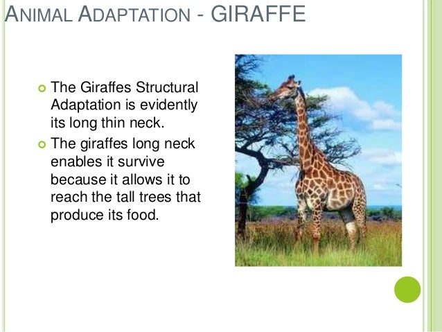 Plant and animal adaptations