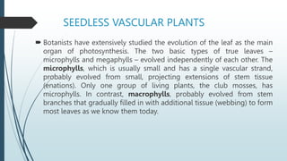 Microphyll Function plant and animal biology presentation.pptx