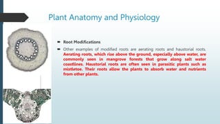Modified Roots Image plant and animal biology presentation.pptx