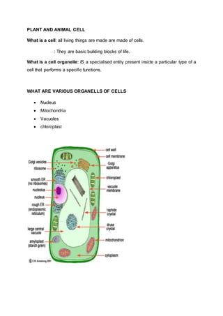 PLANT AND ANIMAL CELL
What is a cell: all living things are made are made of cells.
: They are basic building blocks of life.
What is a cell organelle: IS a specialised entity present inside a particular type of a
cell that performs a specific functions.
WHAT ARE VARIOUS ORGANELLS OF CELLS
 Nucleus
 Mitochondria
 Vacuoles
 chloroplast
 