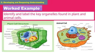 Plant and Animal Cell grade 7 lesson proper | PPTX