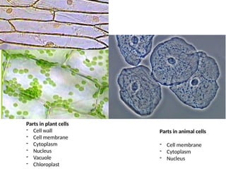 Plant and Animal Cells comparing cheek and Elodea cells.pptx
