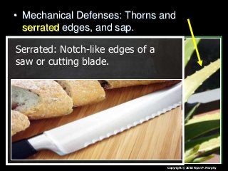 • Mechanical Defenses: Thorns and
serrated edges, and sap.
Copyright © 2010 Ryan P. Murphy
Serrated: Notch-like edges of a
saw or cutting blade.
 