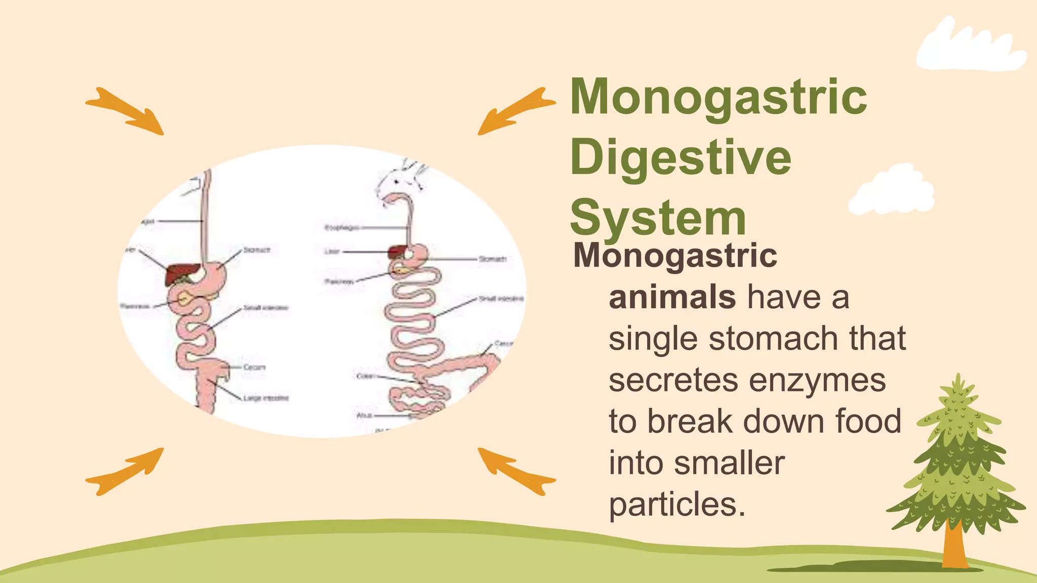 Nutrients Lesson Plant and Animal Nutrition.pptx - Online Lesson