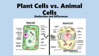 Plant Cells vs. Animal
Cells
Similarities and Differences
 