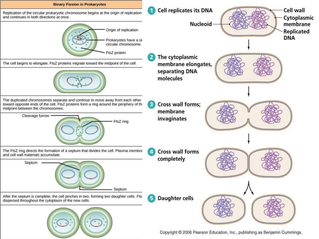 Plant and Animal Reproduction