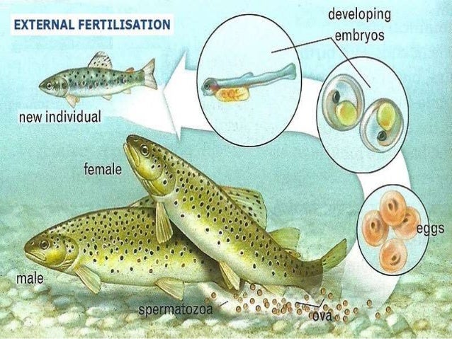 external fertilization