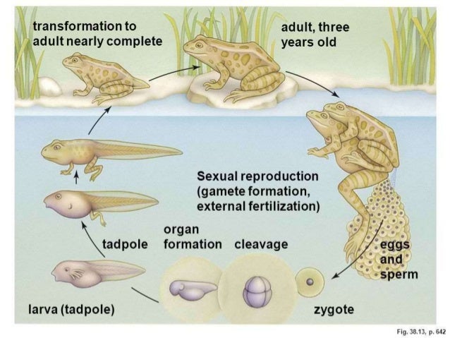 external fertilization