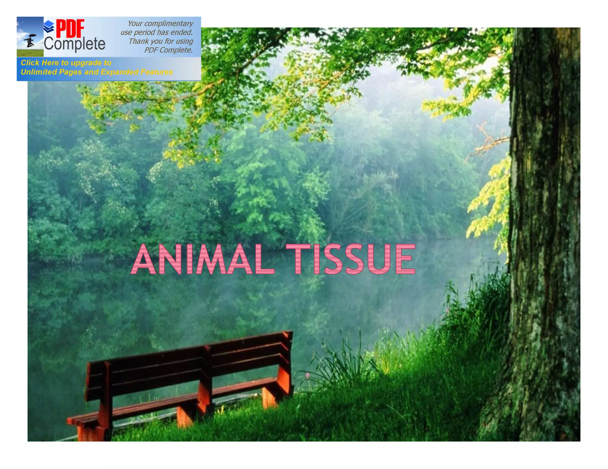 Plant and animal tissue ppt | PDF