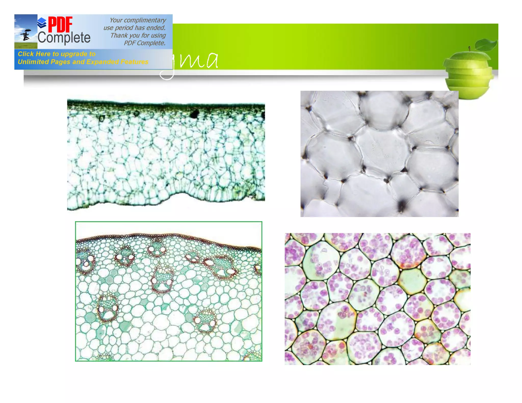 Plant and animal tissue ppt | PDF