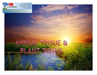 Plant and animal tissue ppt | PDF