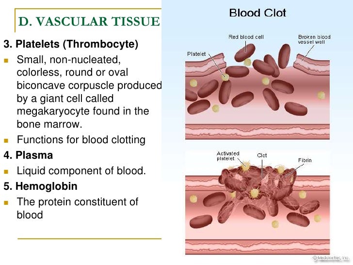 Biological Science Plant And Animal Tissues