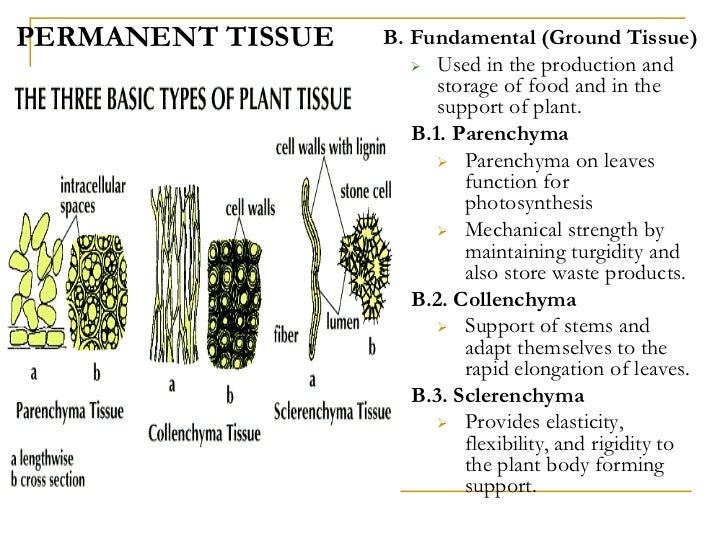 Plant tissues. Permanent Tissue. Covering Tissue Plants. Basic Tissues of Plants. Photosynthetic Tissue in Plants.