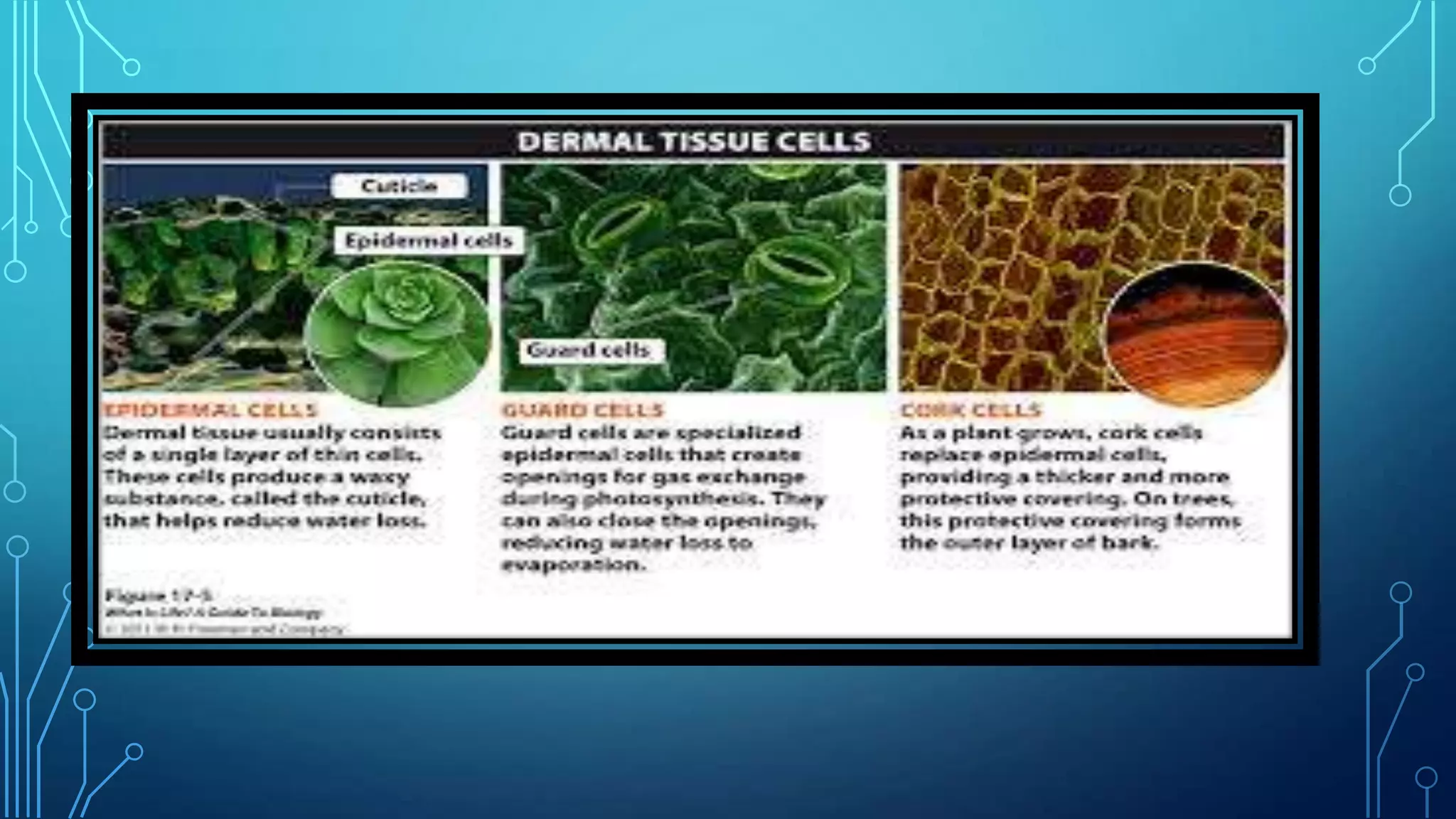Plant and animal tissues | PPTX