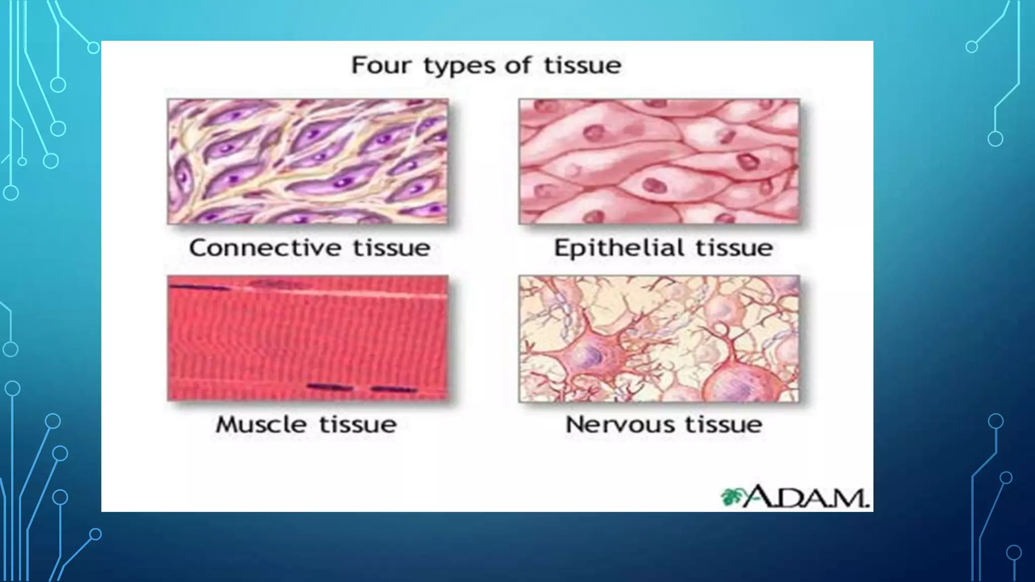 Plant and animal tissues | PPTX