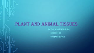 PLANT AND ANIMAL TISSUES
BY THABISO MASEMULA
201126123
07 MARCH 2014

 