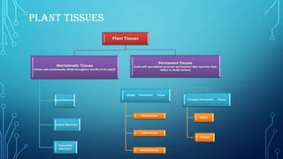 Plant and animal tissues | PPTX